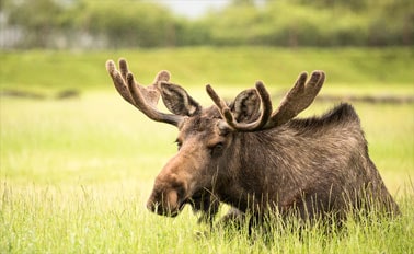 阿拉斯加州丹奈利探險家之旅-行程BB3 8天