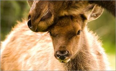 阿拉斯加州丹奈利探險家之旅-行程QB8 8天