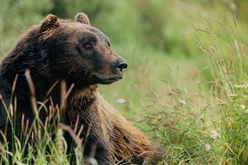 阿拉斯加州丹奈利隨行-行程RB5 8天