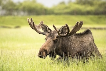 阿拉斯加州丹奈利隨行-行程TB6 8天