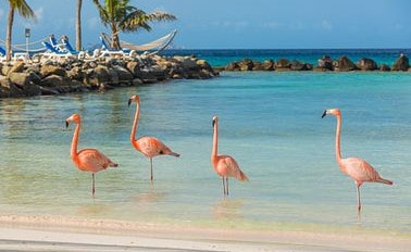 南方加勒比海與ABC島嶼 10天