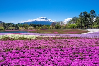 日本探險家之旅 10天