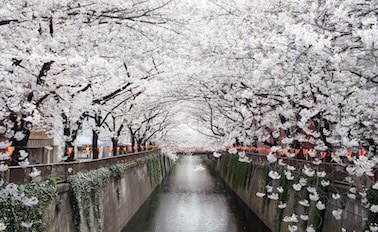 日本探險家之旅櫻花 11天