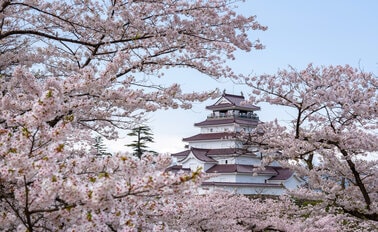 日本探險家之旅春季花朵 12天