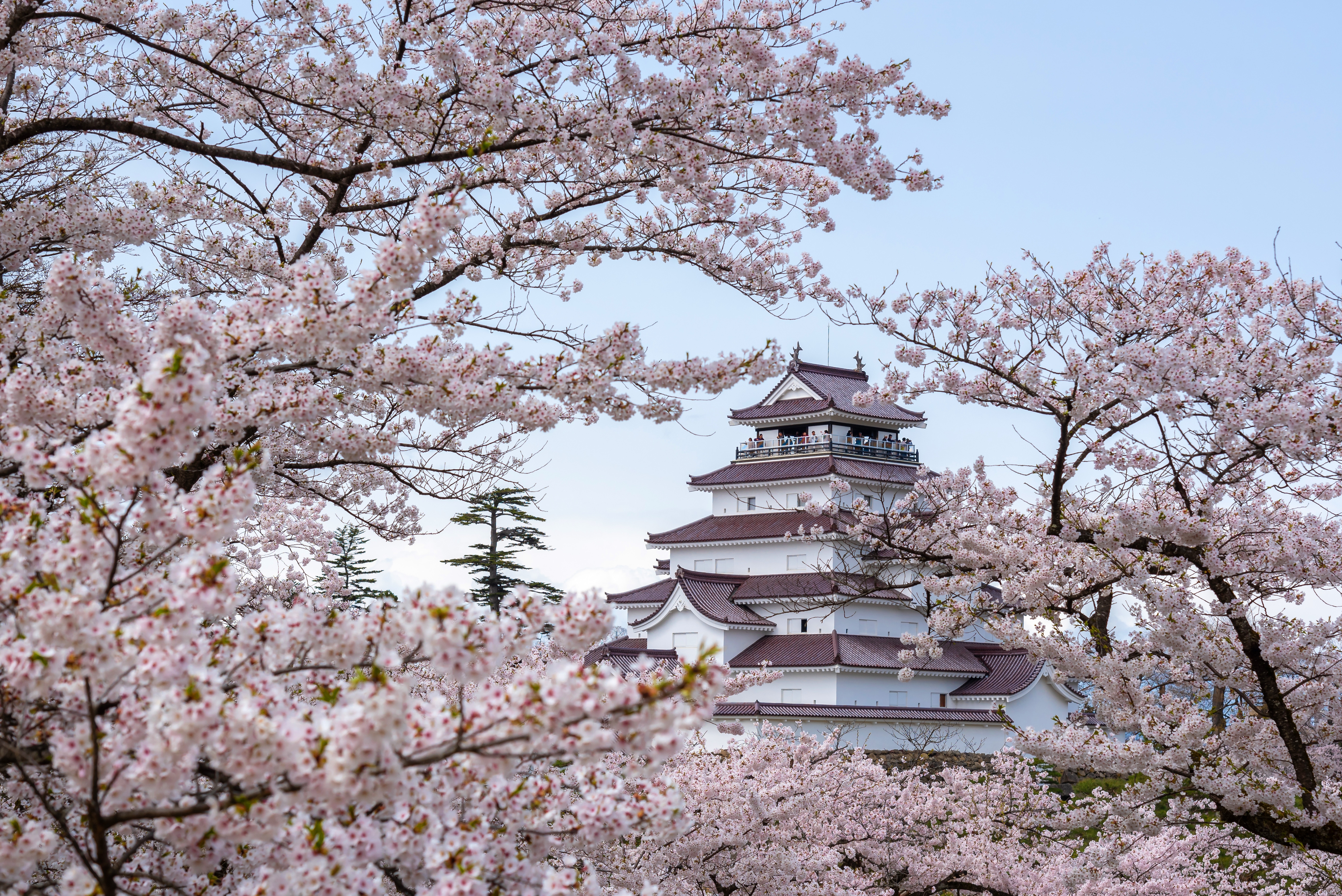 全覽環遊日本與函館港祭 19天