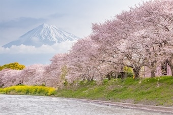 全覽日本櫻花 25天