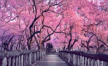 全覽環遊日本 20天