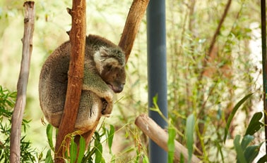 南方澳洲海上度假趣 5天