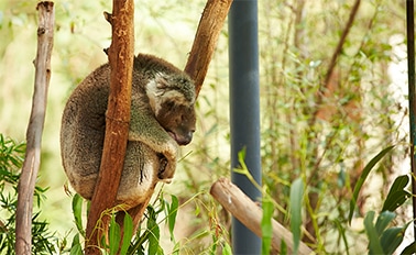 獵人沿岸海上度假趣 5天