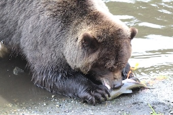 Princess Cruises - Excursion - Fortress of the Bear & Silver Bay